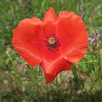 Fleur rouge