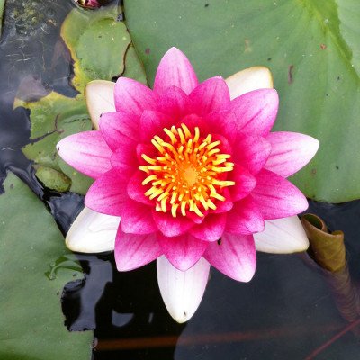 Fleur de nénuphar