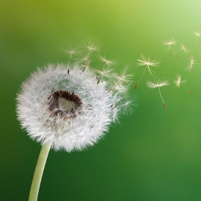 Pissenlit en fleur