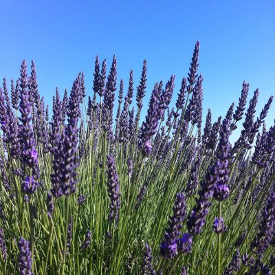 Fleurs de lavande
