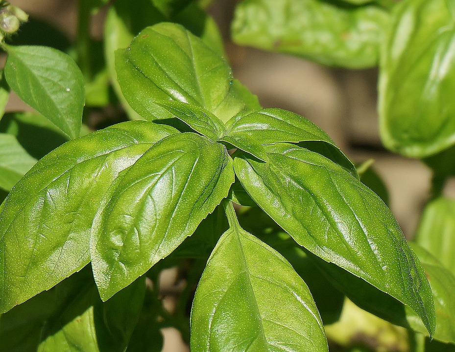 Basilic