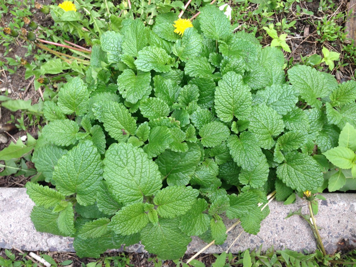 Menthe