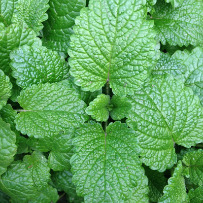 menthe_thumb.jpg